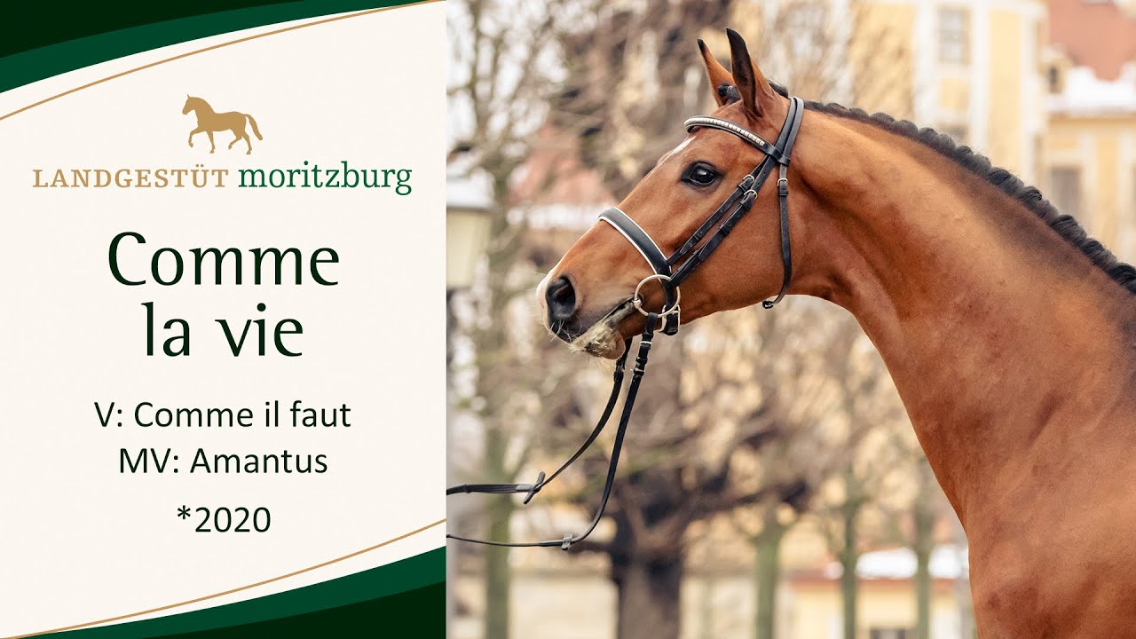 COMME LA VIE v. Comme il faut NRW - Amantus 2023