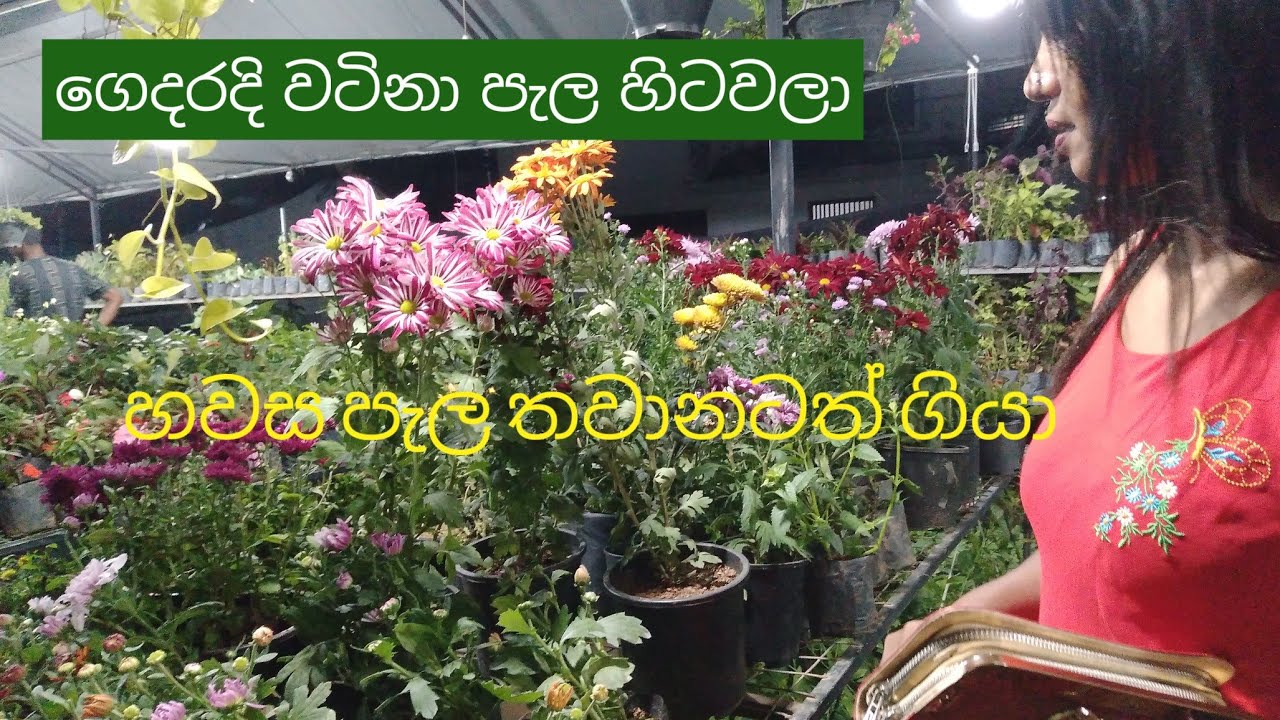 2026.01.01 ඉදිරි ප්‍රයෝජනයට කර ගනිපු වැඩ.👆🥰👌🧚‍♂️🍅🌶️💐🌼#beautygarden #beautyflower  #viral #fyp 