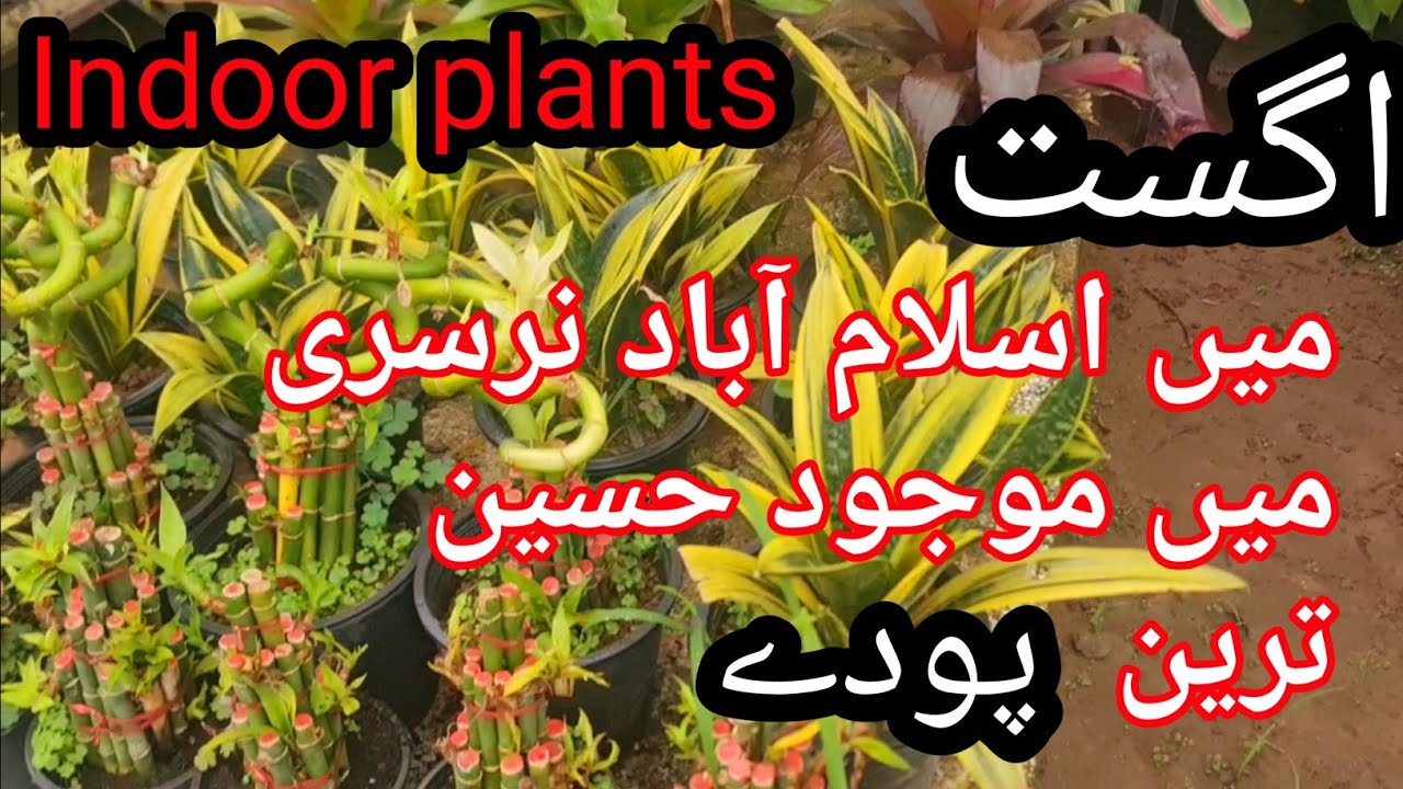 Plant  Nursery H9 Islamabad|Imported indoor plants|Rare indoor plants| Nursery overview!