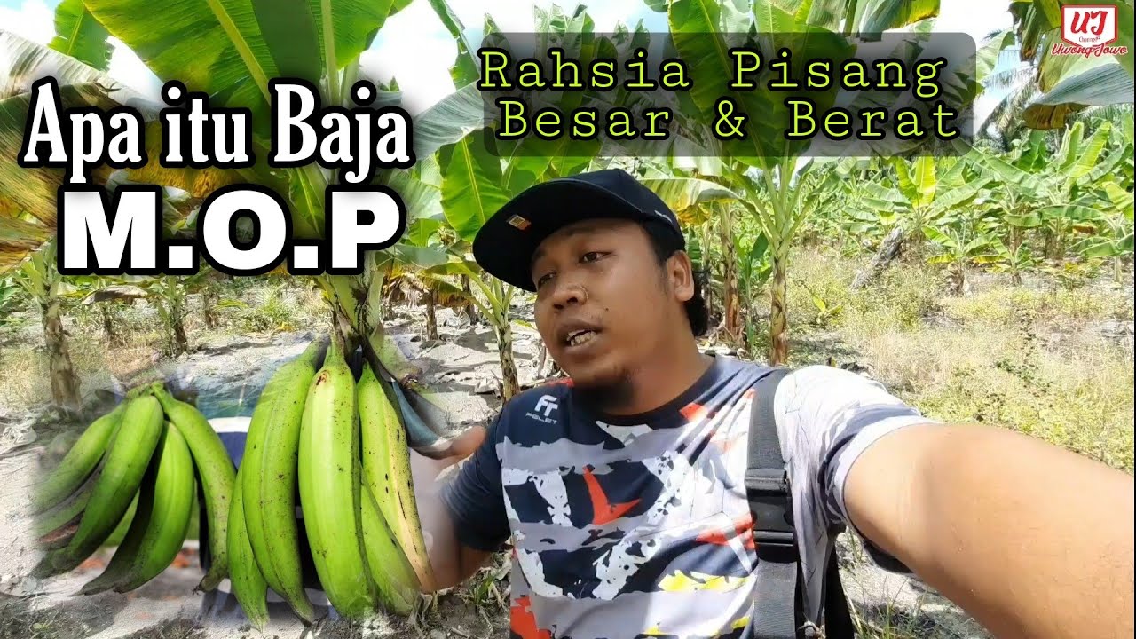 Guna Baja ni untuk BUAH LEBIH BESAR & BERAT | MOP (Muriate of Potash)