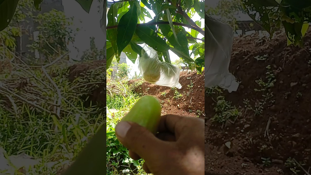 jambu air termanis non biji #fruit #buahbuahansegar #makanbuah #farming #jaraktanampohonjambua
