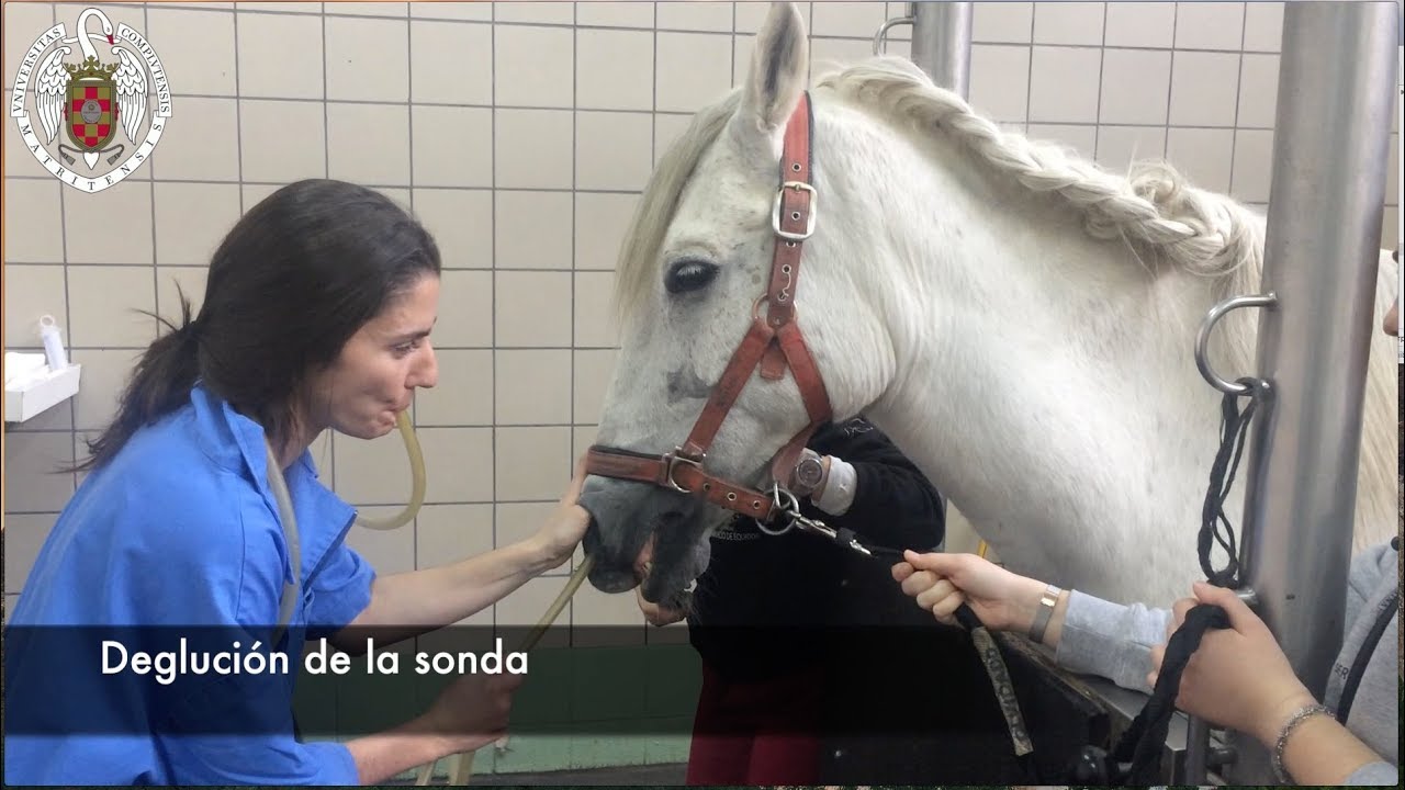 Sondaje nasogástrico en el caballo