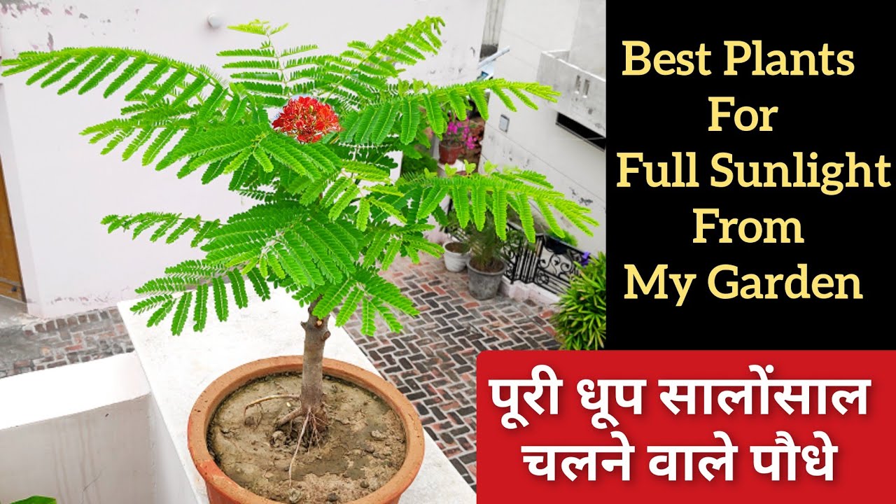 8 बेस्ट सालोंसाल पूरी धूप चलने वाले पौधों के नाम, Full Sunloving Permanent Plants
