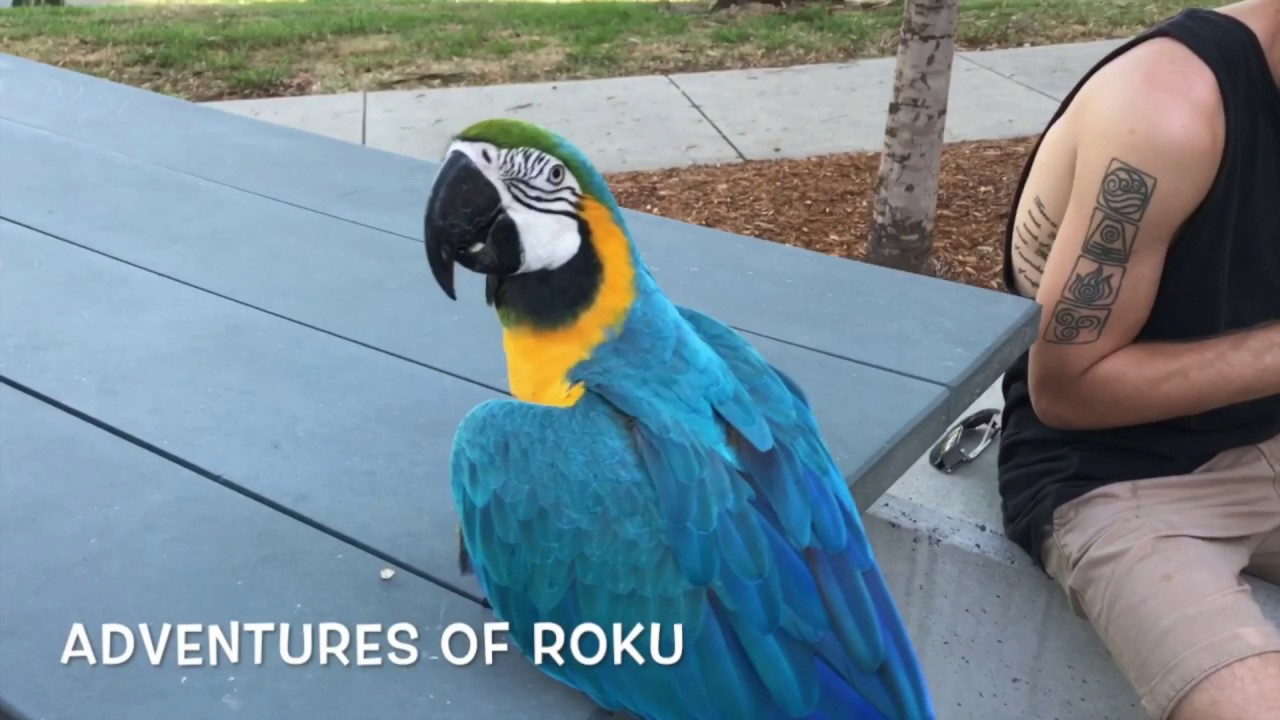 Free Flight Parrots at the Park