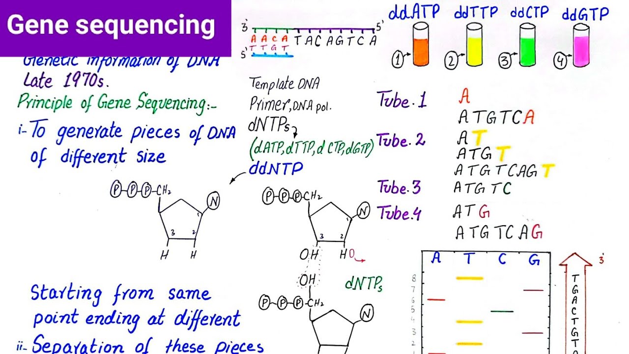 Gene sequencing | DNA sequencing | Sanger method | Automated DNA sequencing