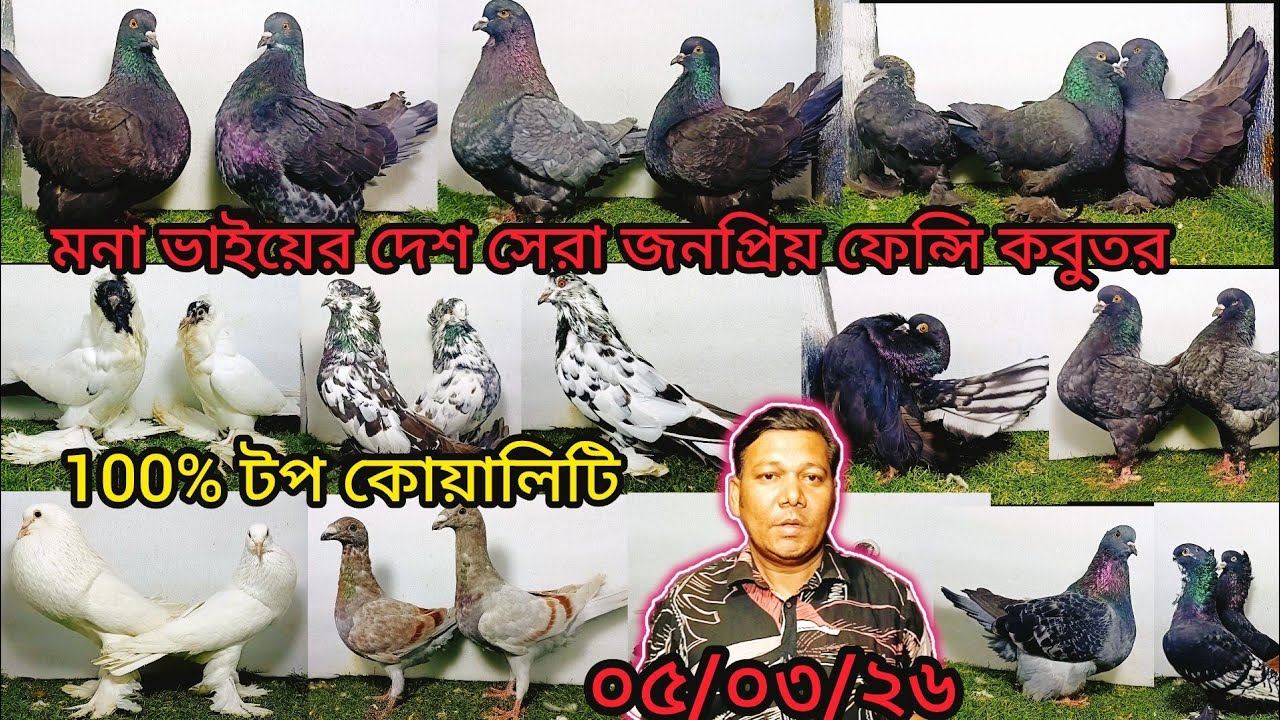 মনা ভাইয়ের দেশ সেরা জনপ্রিয় টপ কোয়ালিটি ফেন্সি কবুতর | pigeon video | কবুতর | pigeon | fancy |