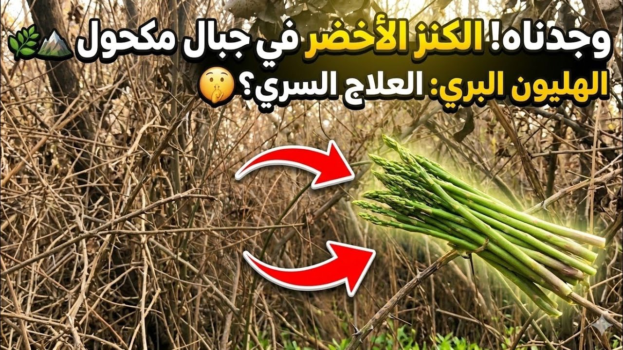 لن تصدق ماذا وجدنا في جبال مكحول! جمع الهليون البري العراقي (أسباراجوس) || فوائد الهليون 