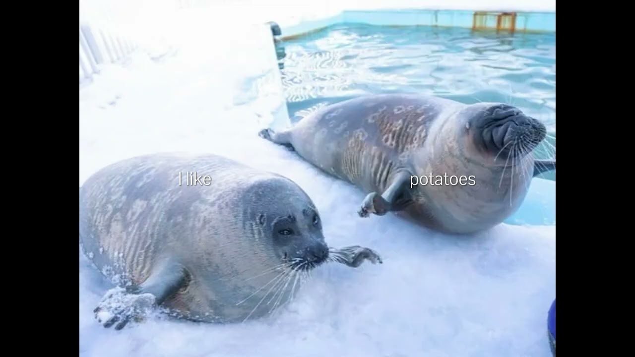 When the seal vibes hit different
