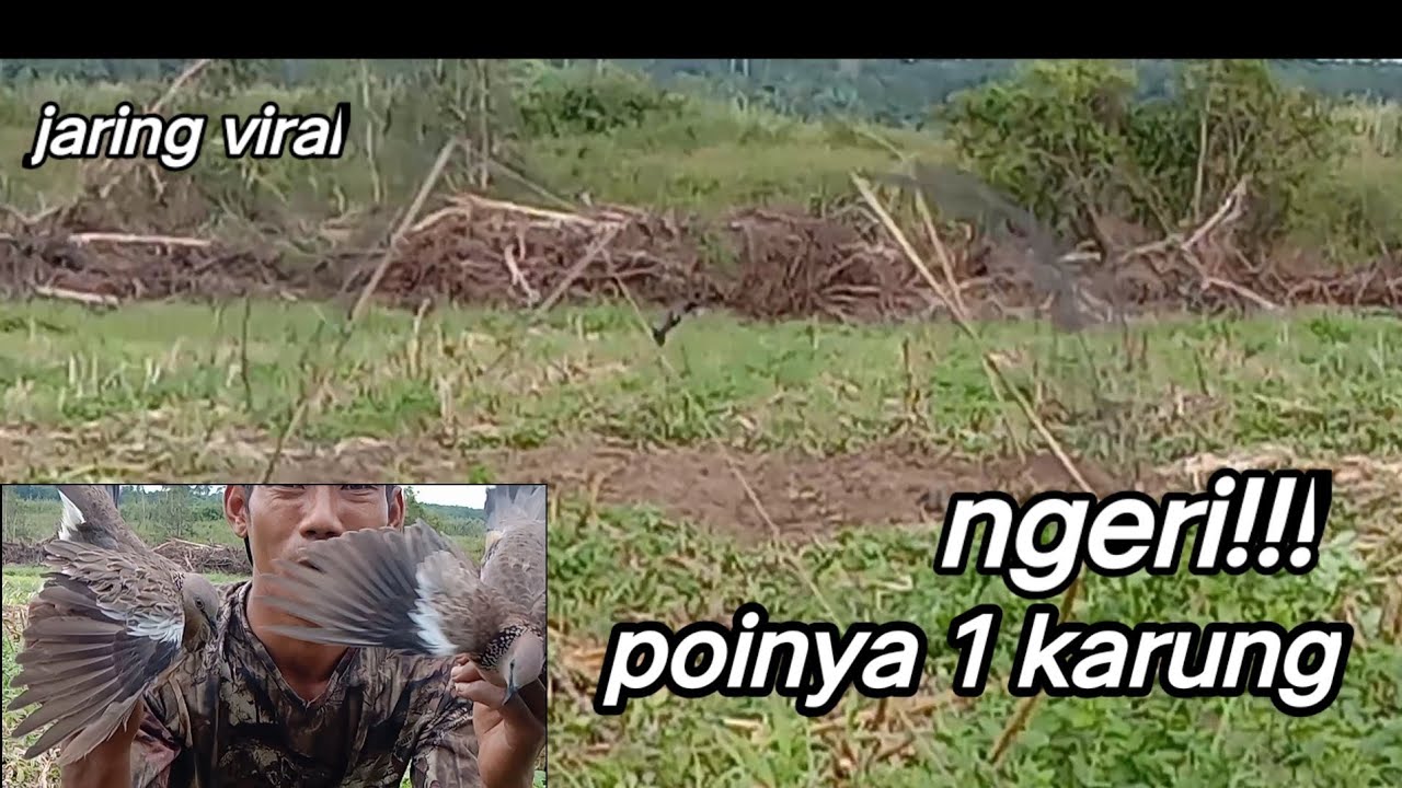 GILA!!!! jebakan jaring burung tekukur poinya 1 karung..