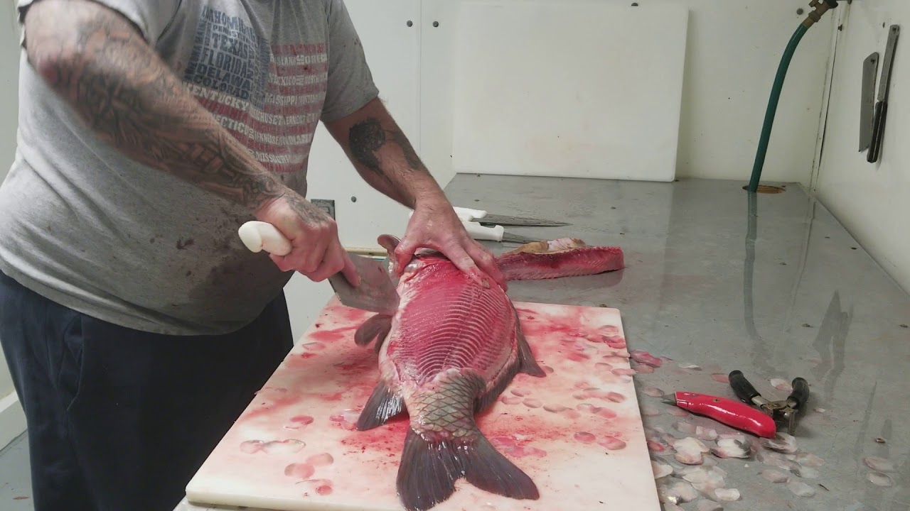 How to rib out a buffalo  fish