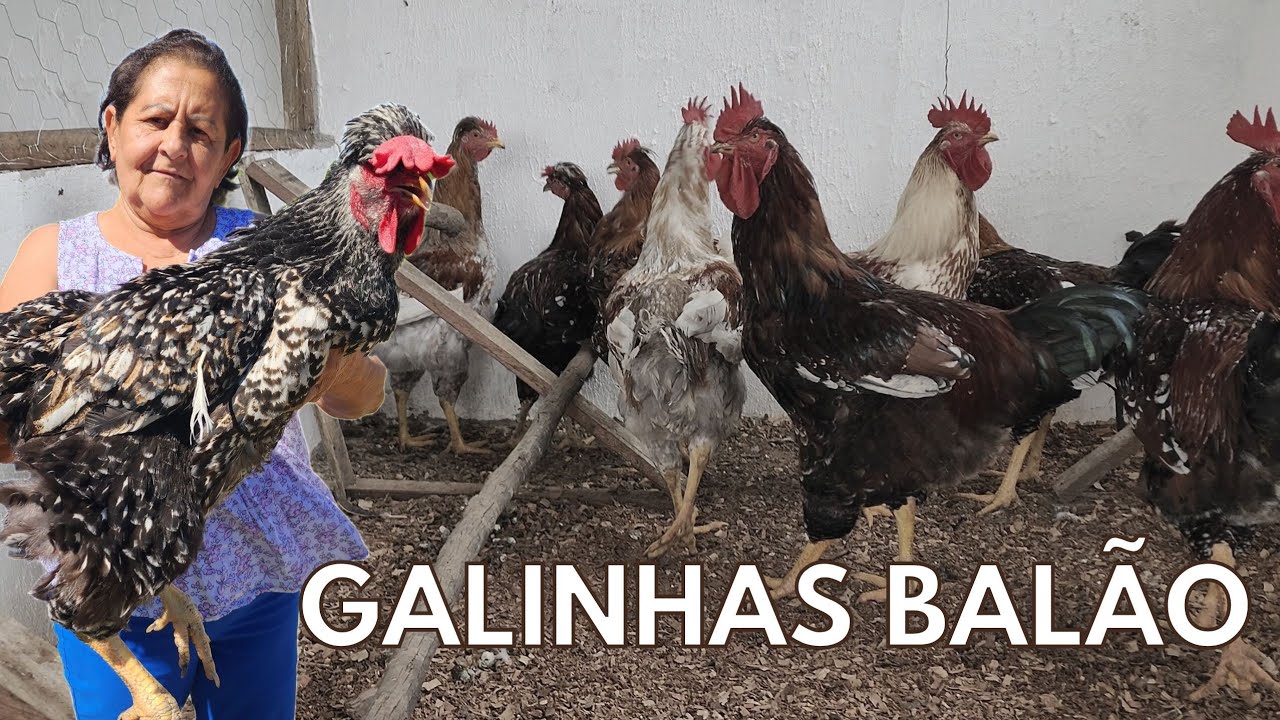 MINHAS GALINHAS GSB BALÃO POLACA E BRAHMA - CRIATÓRIO IBAITI PARANÁ