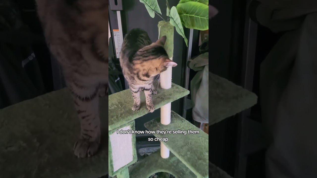 Affordable Cat Trees in Various Colors & Styles! #falldealsforyou #cats #cat