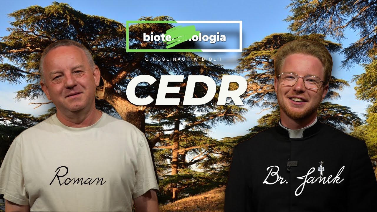 [7/12] Cedr - 𝗯𝗶𝗼𝘁𝗲chn𝗼𝗹𝗼𝗴𝗶𝗮 - o roślinach w Biblii 🌱