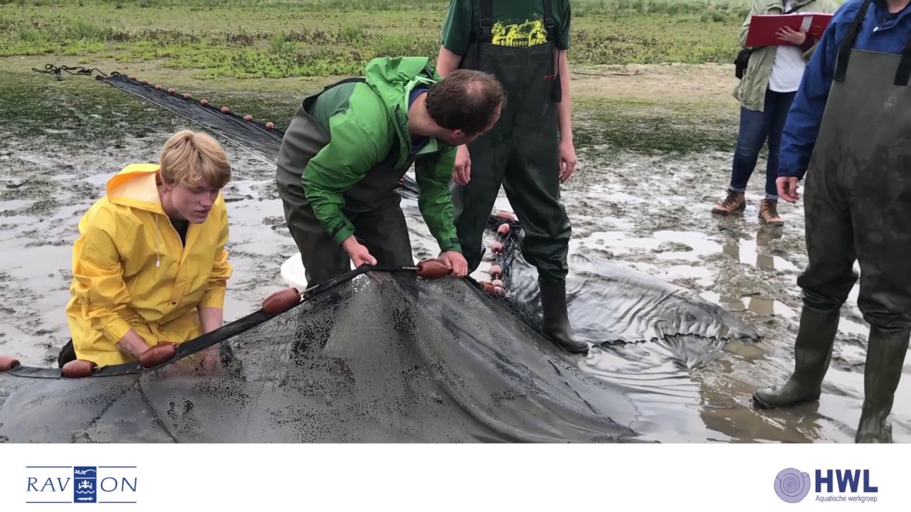 ZEGENVISSEN IN DE BIESBOSCH
