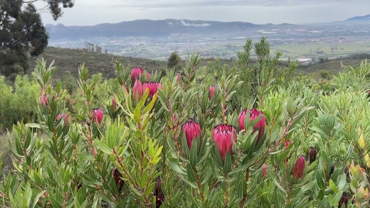 Mountain Rest   Paarl