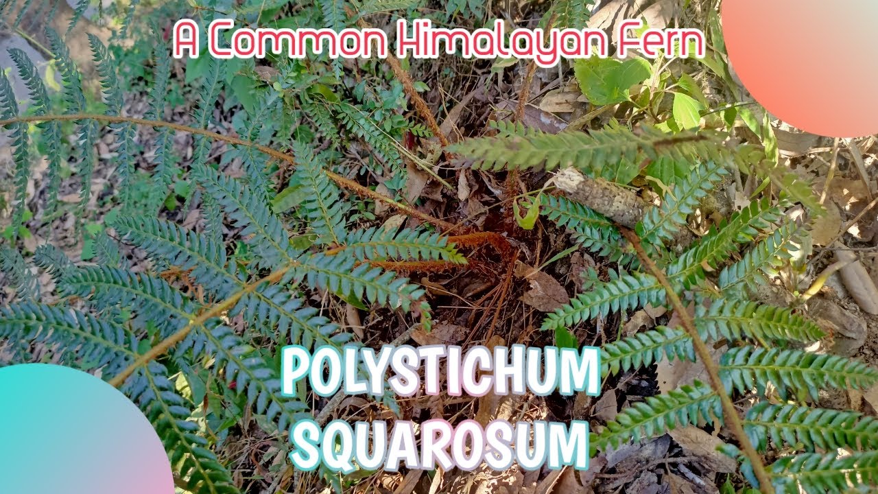 Polystichum squarrosum (Hard shield fern)