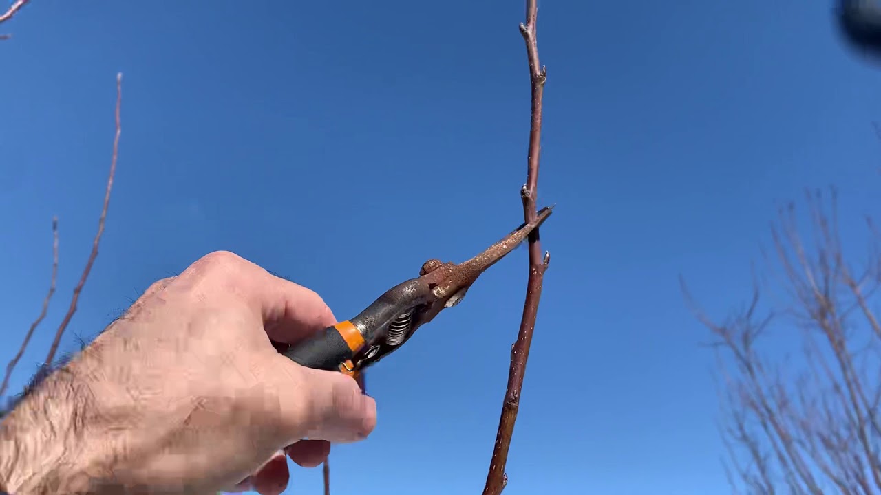 آموزش باغبانى با صابر زمان و شكل دقيق هرس درخت گلابى howpurne pear trees