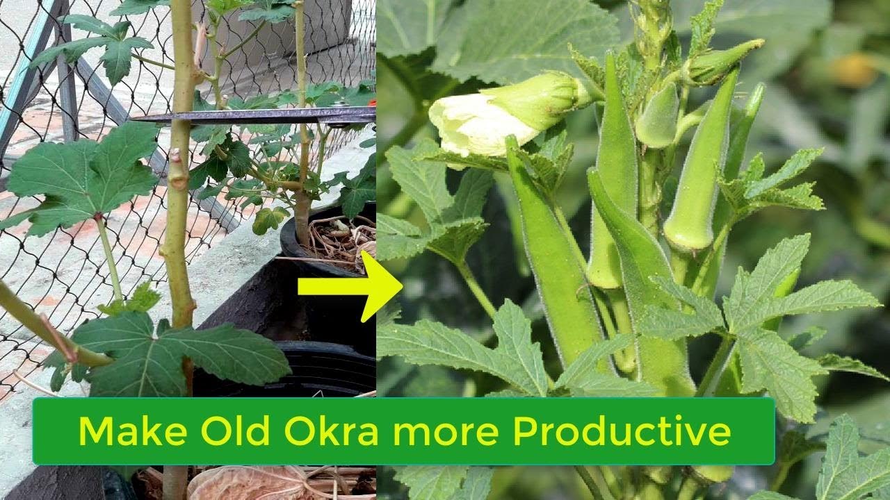 How To Make Old Okra Plant More Productive again