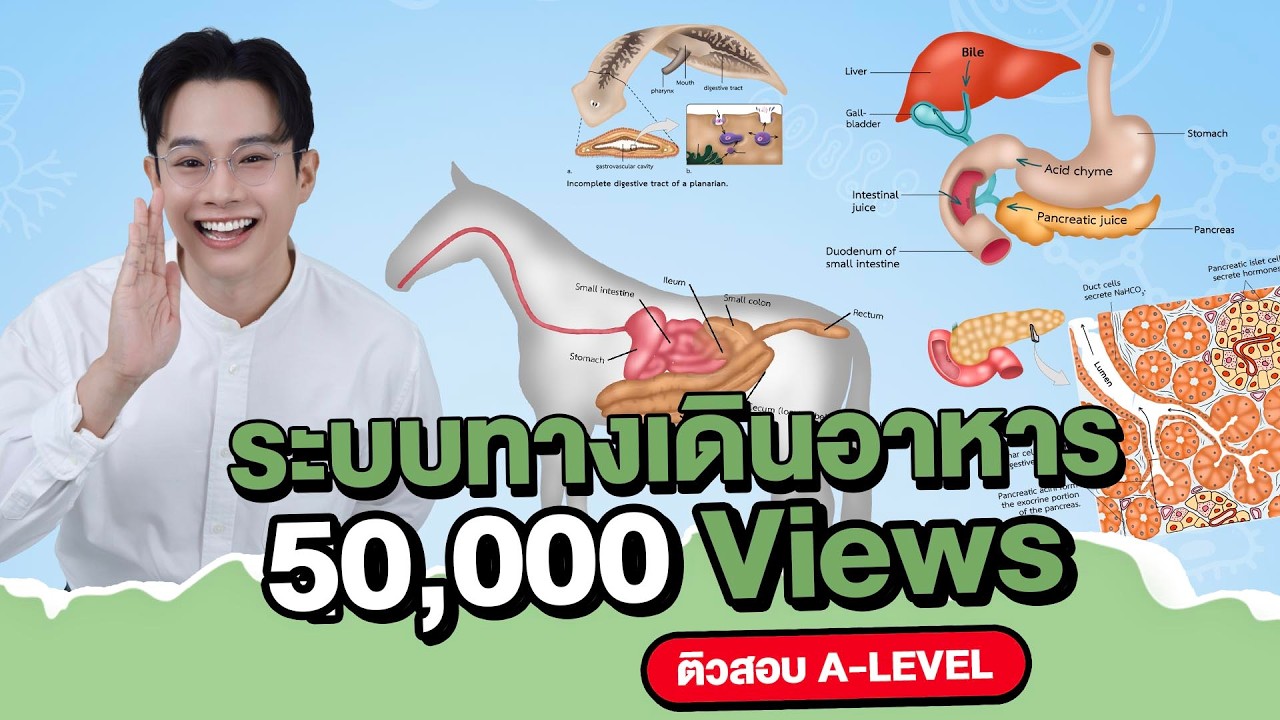 [ติวสอบ ชีววิทยา ม.5 เทอม 2] ระบบทางเดินอาหารของสัตว์และมนุษย์ สำหรับเก็บคะแนน + ALevel พร้อมข้อสอบ