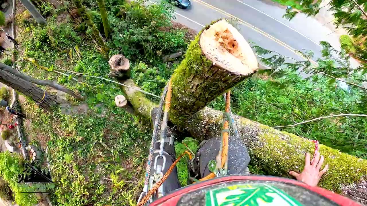 Directional Rigging | Big Leaf Maple [4K]