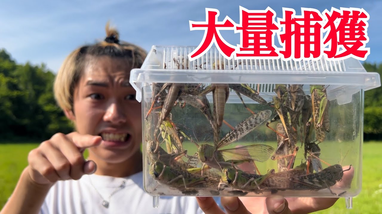 【裏技】超簡単にトノサマバッタを大量捕獲できる方法を教えます