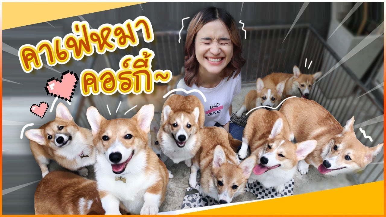 คอร์กี้คาเฟ่ กองทัพหมาเตี้ย 12 ตัว น่าร๊ากกกก! 🍊 ส้ม มารี 🍊