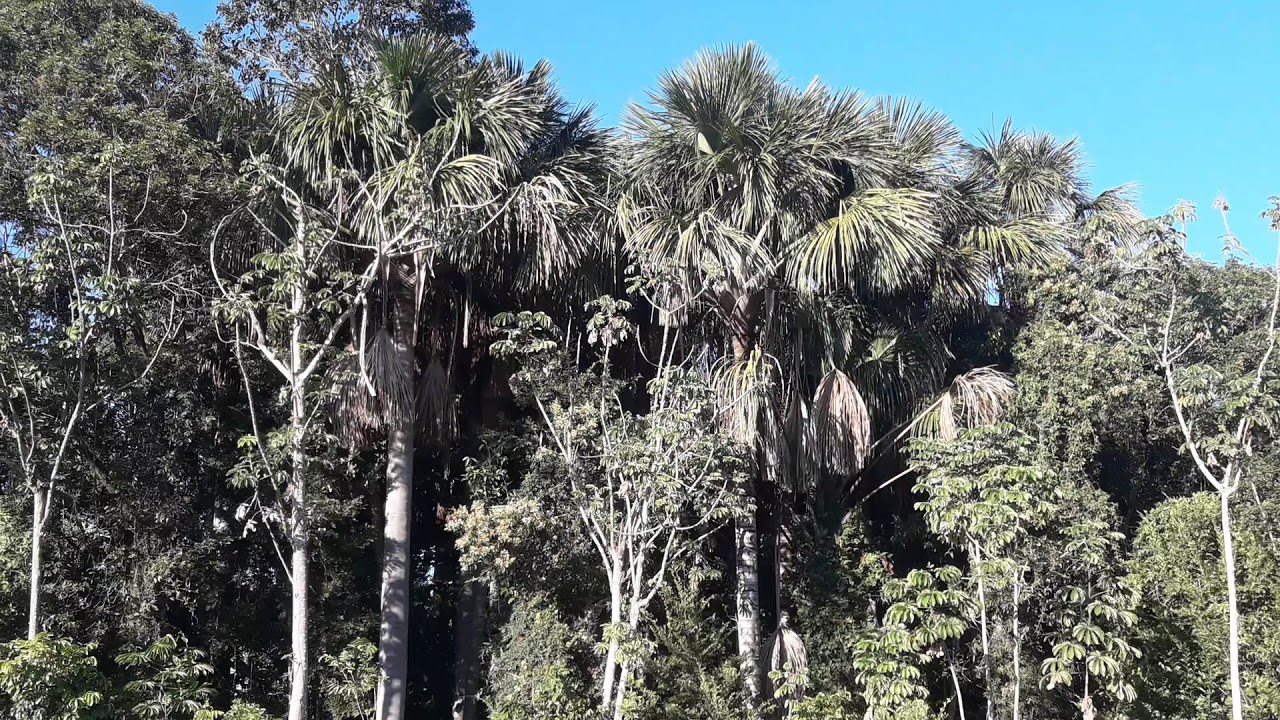 Conhe&ccedil;a a Vereda! -  O&aacute;sis do cerrado brasileiro!