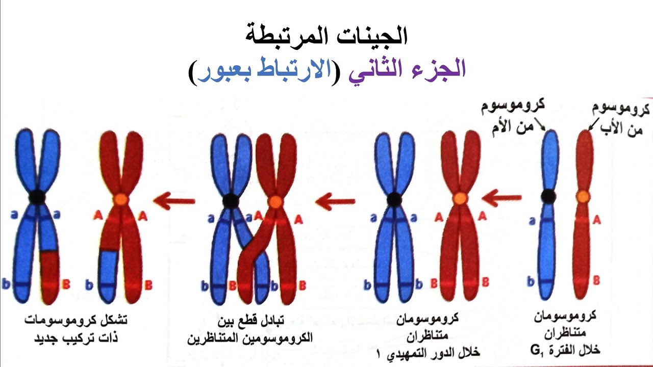 الجينات المرتبطة الجزء الثاني (الارتباط بعبور )
