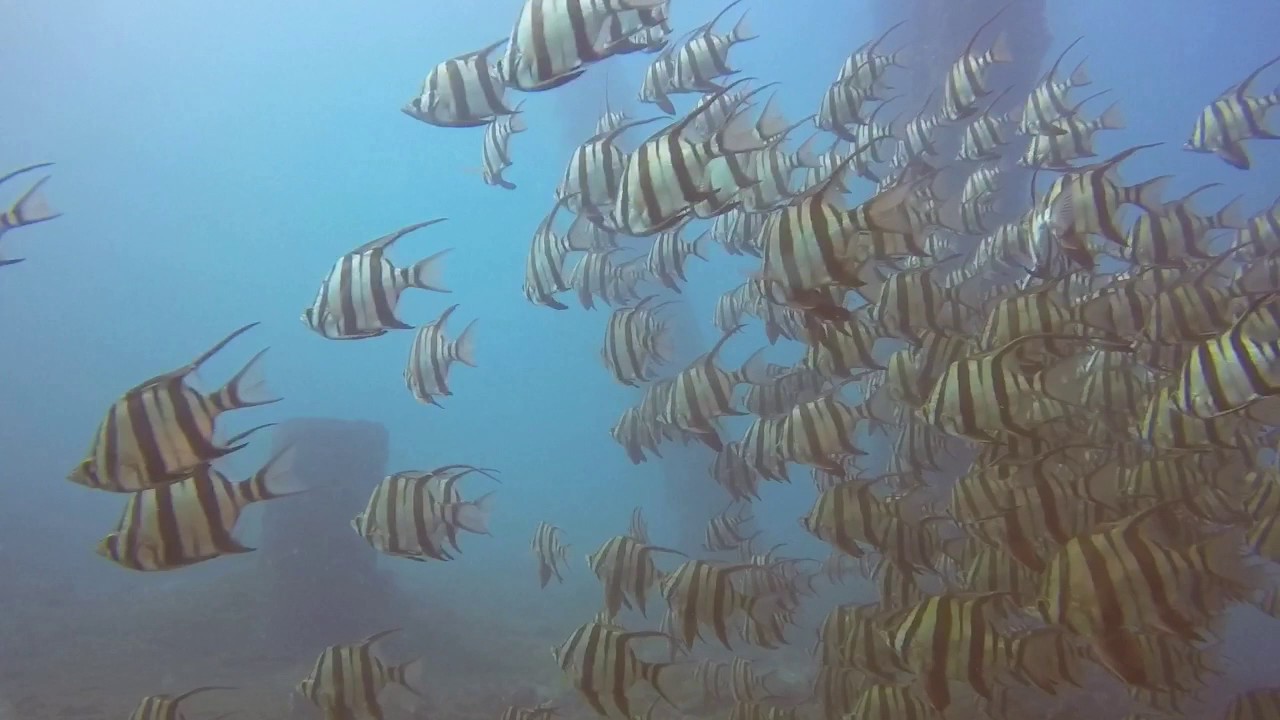 Bass Point