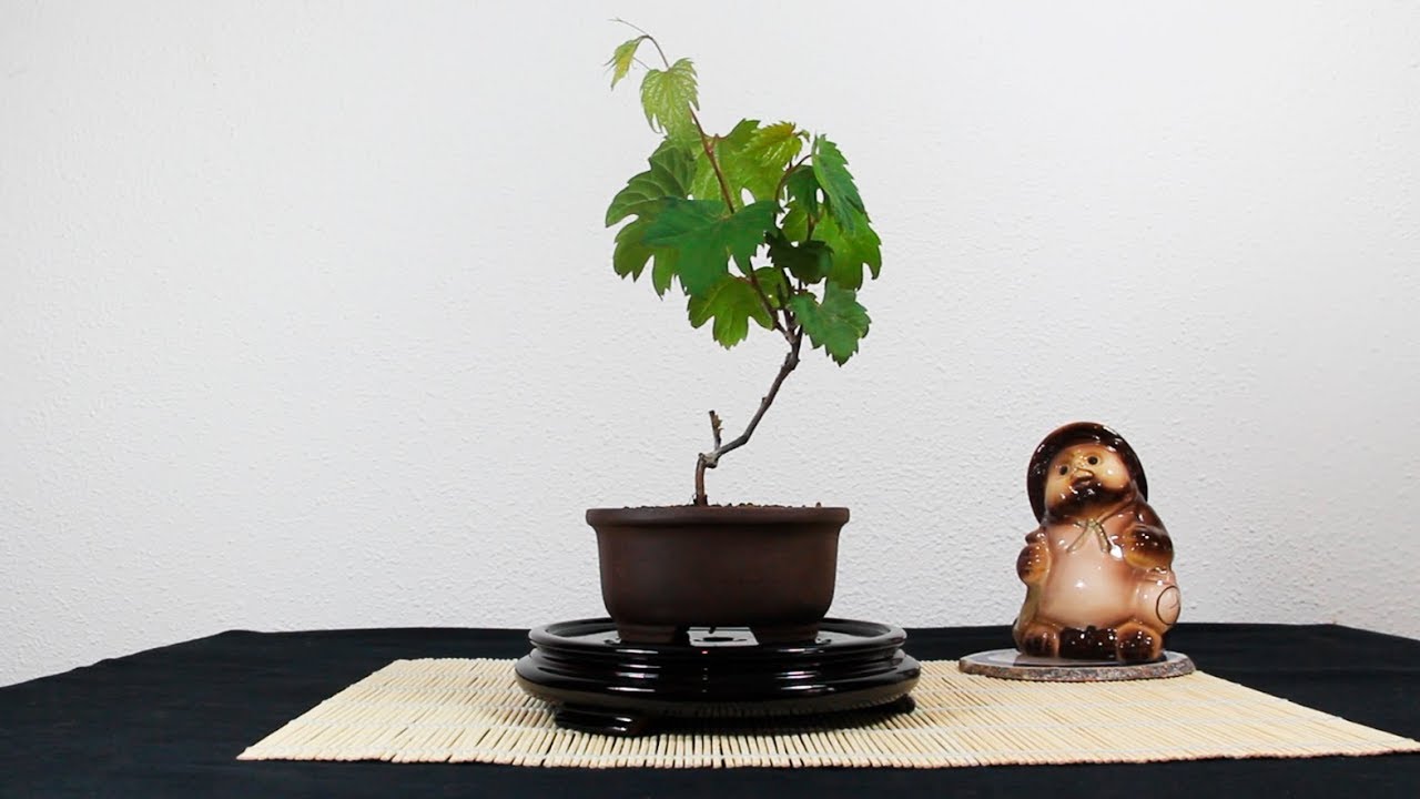 Bonsai de Vid (vitis riparia): trasplante
