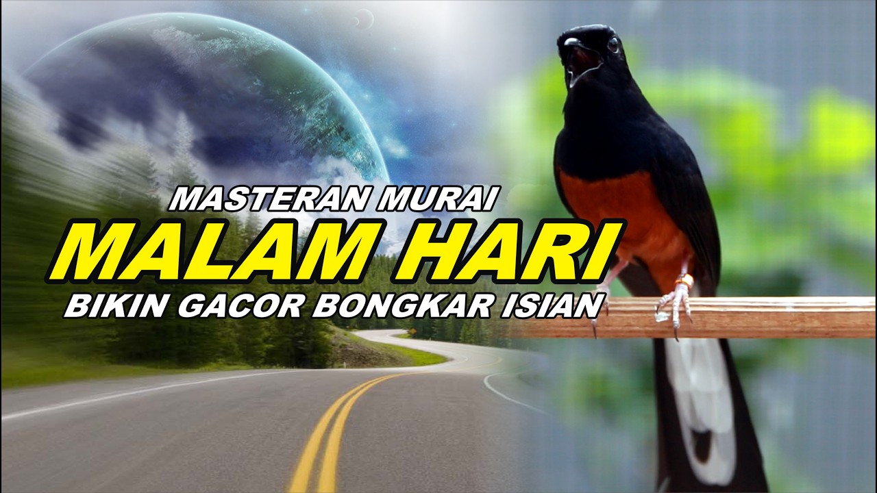 🔴 LIVE 63 - Masteran Murai Batu Malam Hari Full Isian Tembakan Kasar cocok buat Murai belajar bunyi