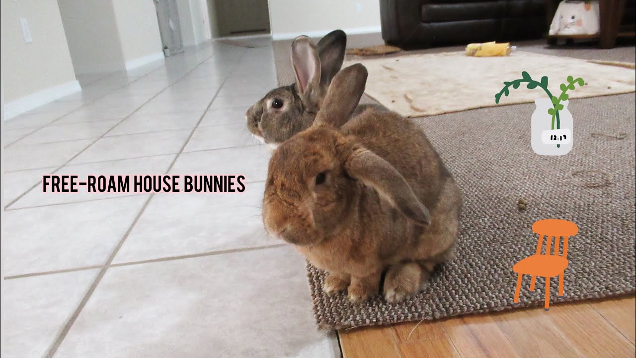 Free roam House Rabbits Take Over the House!