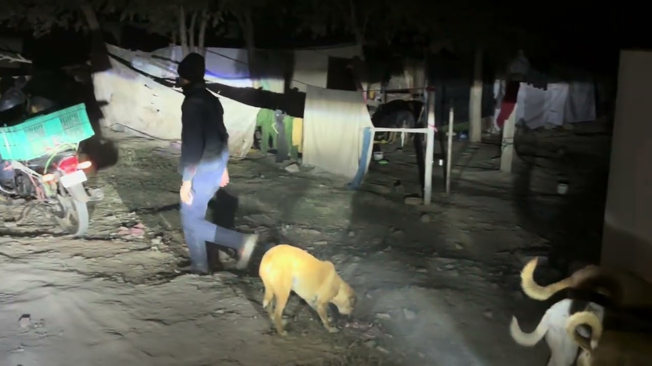 Dog Feeding In Delhi | Akshardham Mandir | Mayur Vihar Phase 1 | ASMR
