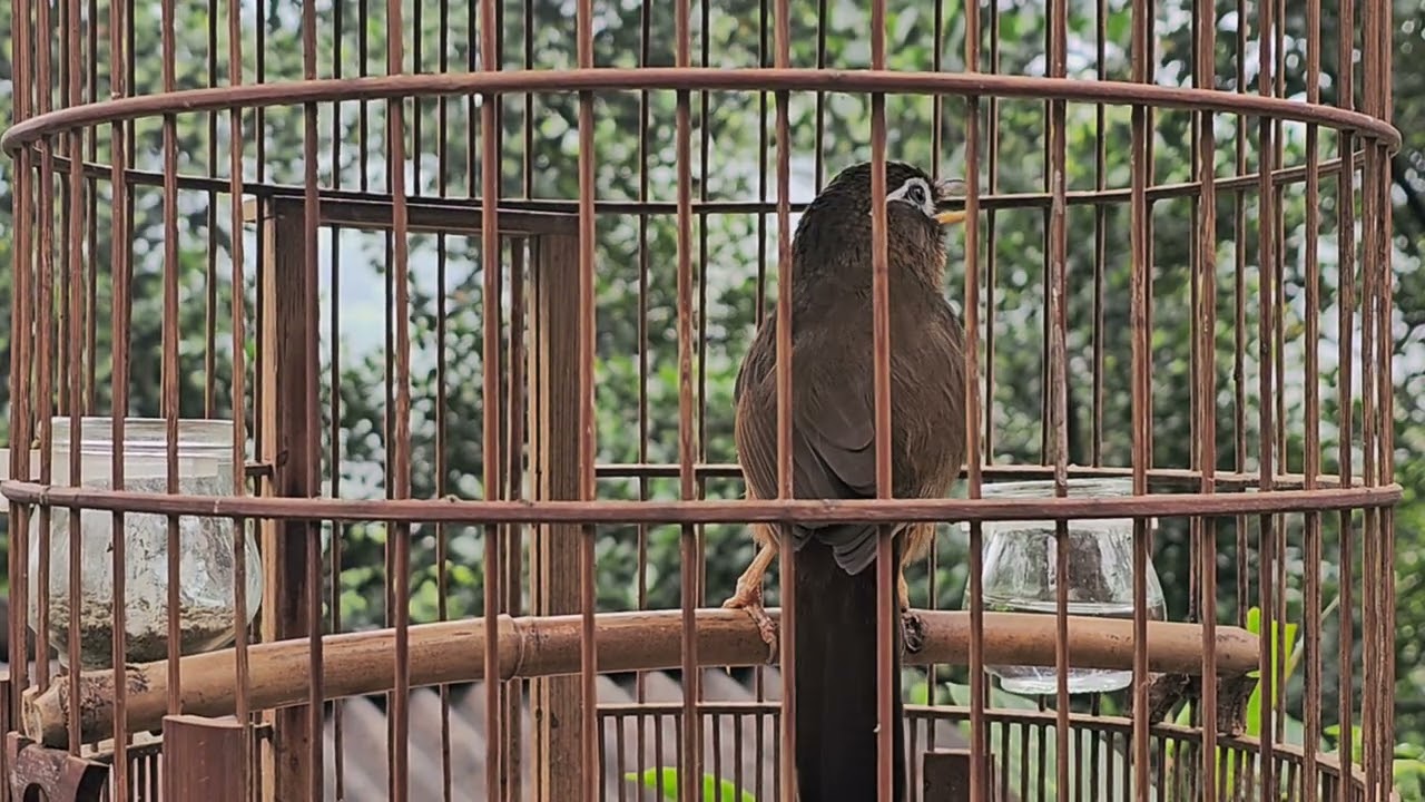 Chim Họa Mi Mộc Dở Máy Hót Nghe Thư Giãn.
