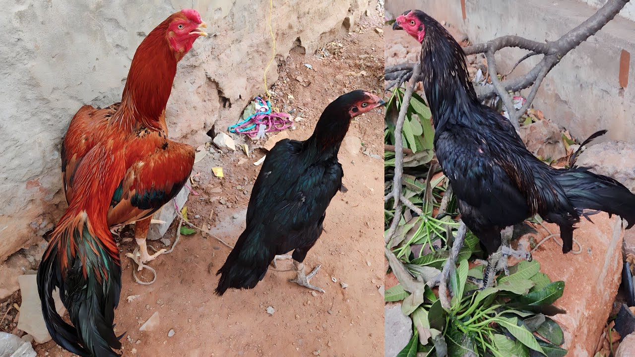 Sunday Erragadda Market Part 5 || Aseel Murga Murgi Market |