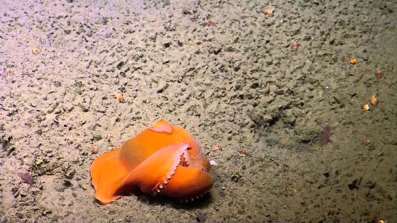 Best of 2015: Adorable Dumbo Octopuses | Nautilus Live