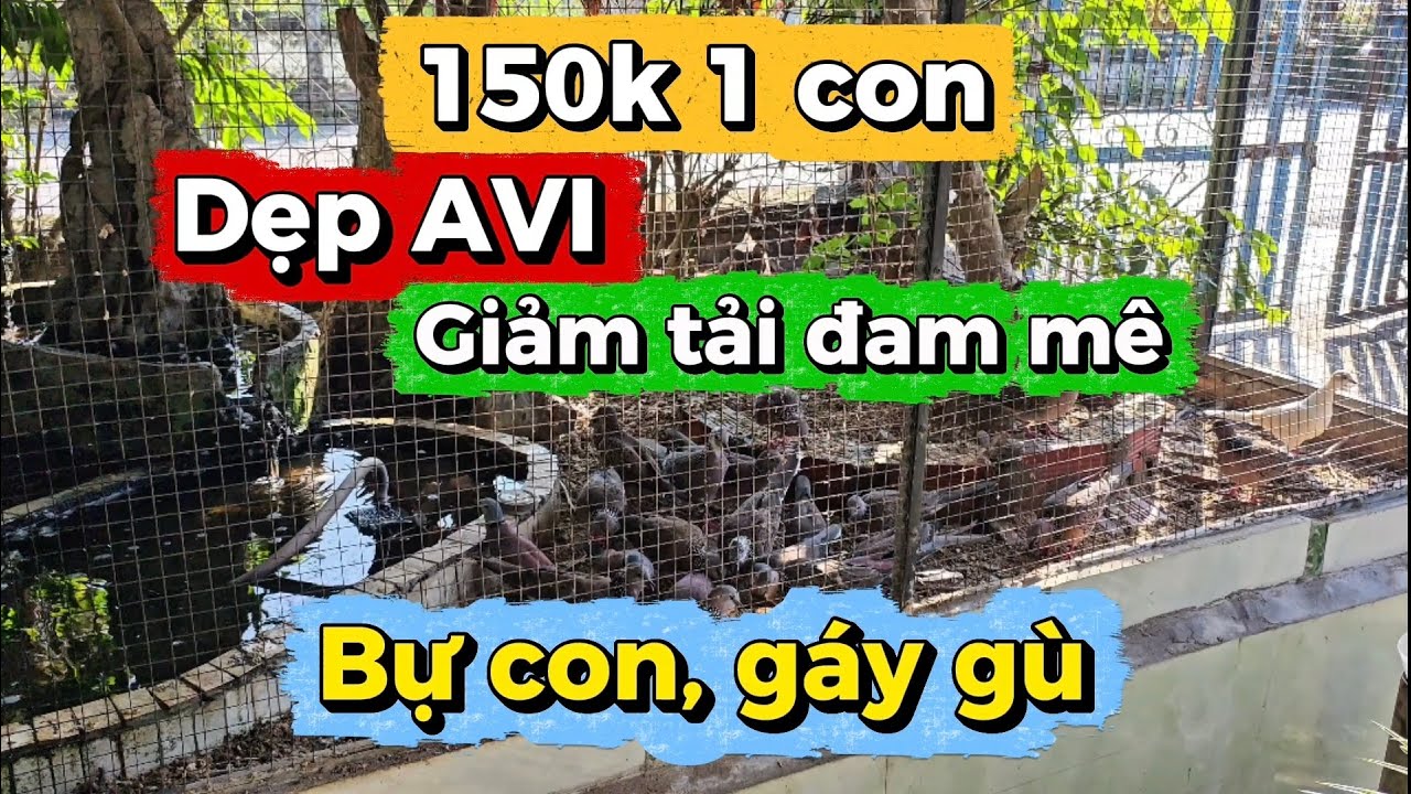 Nghỉ nuôi chim trong Avi. Chia anh em chim cu gáy giá mềm.