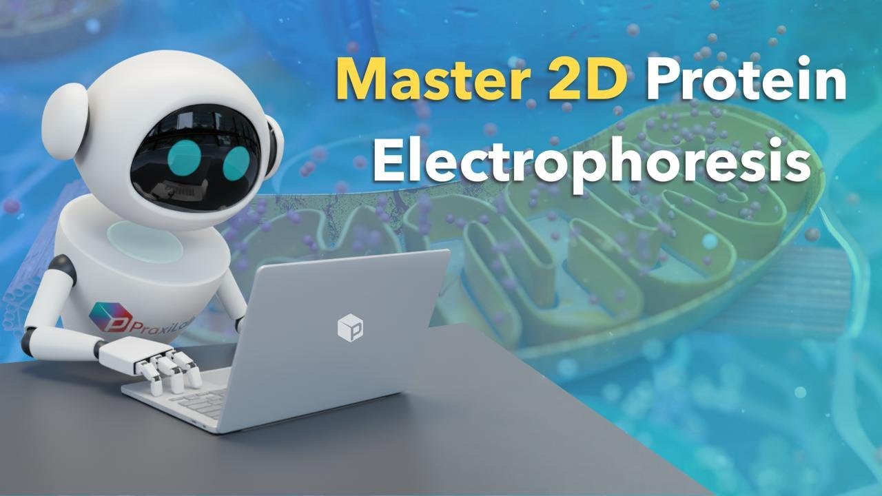 2D Protein Electrophoresis - Molecular Biology Virtual Lab - PraxiLabs