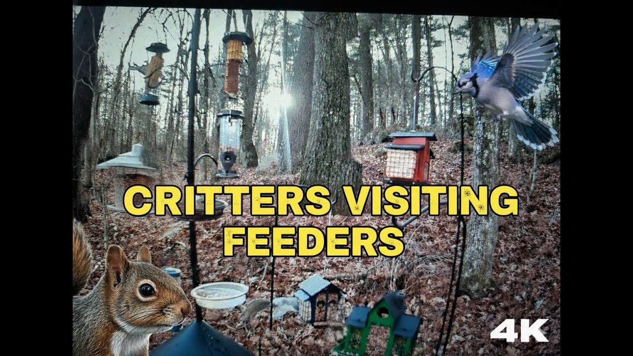 NO ADS *4K*  Birds and Squirrels Visit Feeders 14 Min