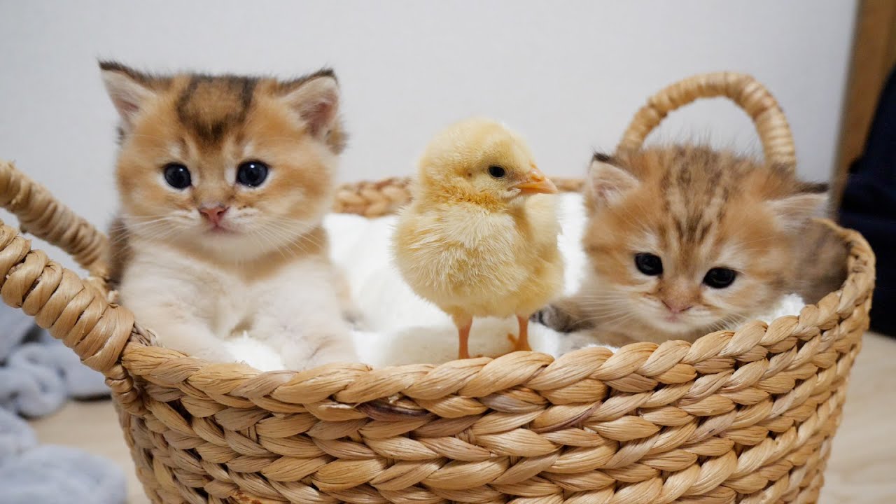 Kittens and a tiny chick are chatting in their basket