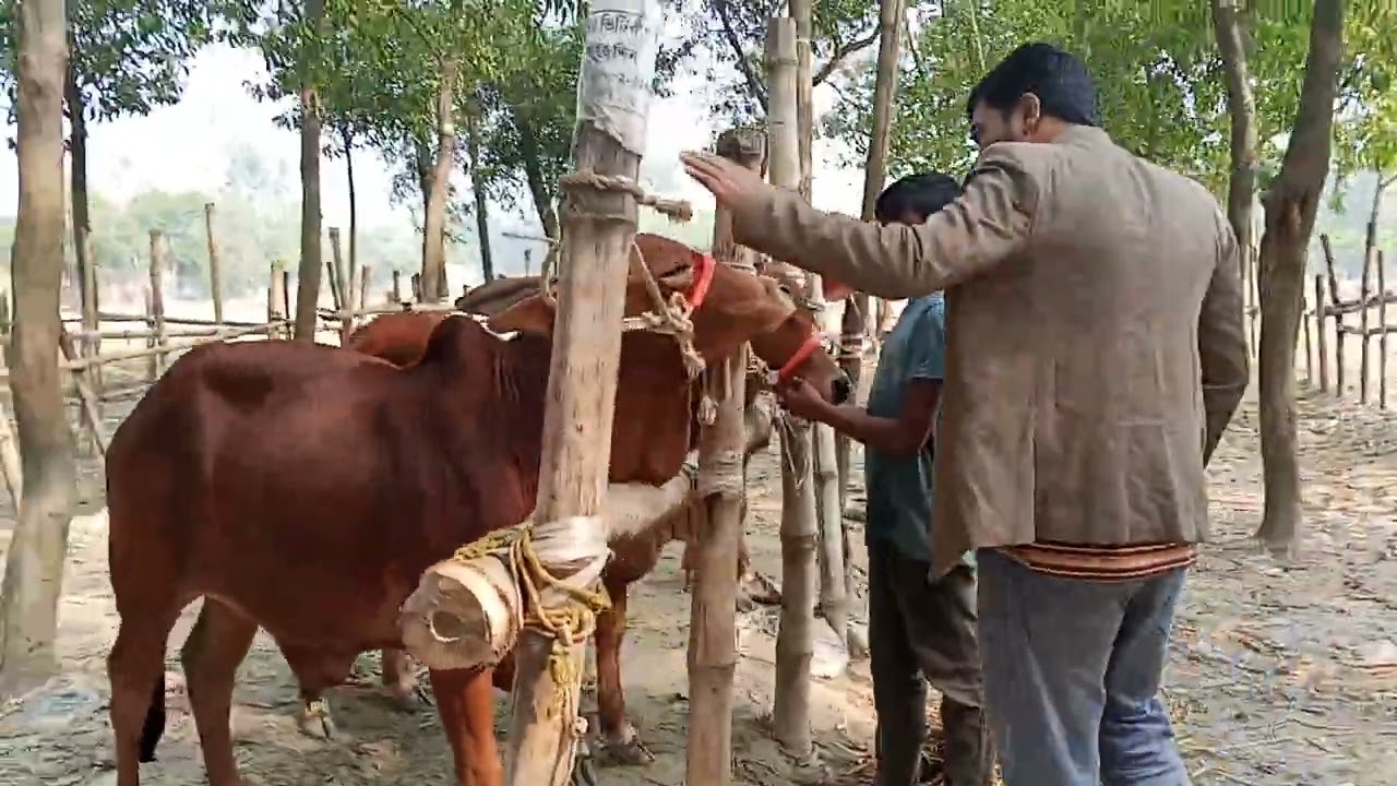 গাজীপুর জামালপুরের গরুর বাজার