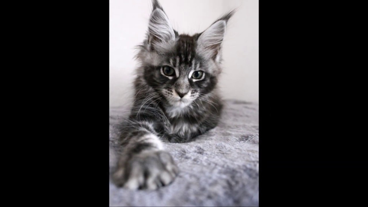 Alamat, a grown up maine coon from 1 week to 6 months