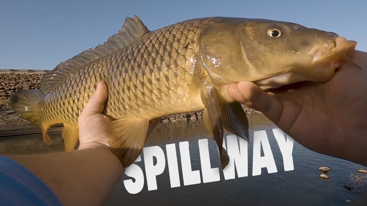 Clinton Lake Spillway Fishing for CARP!