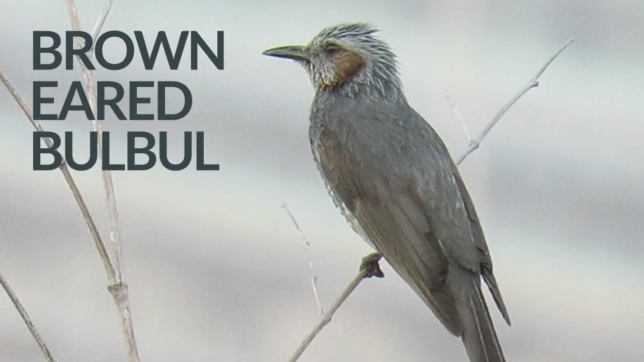 Brown-Eared Bulbul Singing with High Pitched Voice 🎶高い声で囀るヒヨドリたち