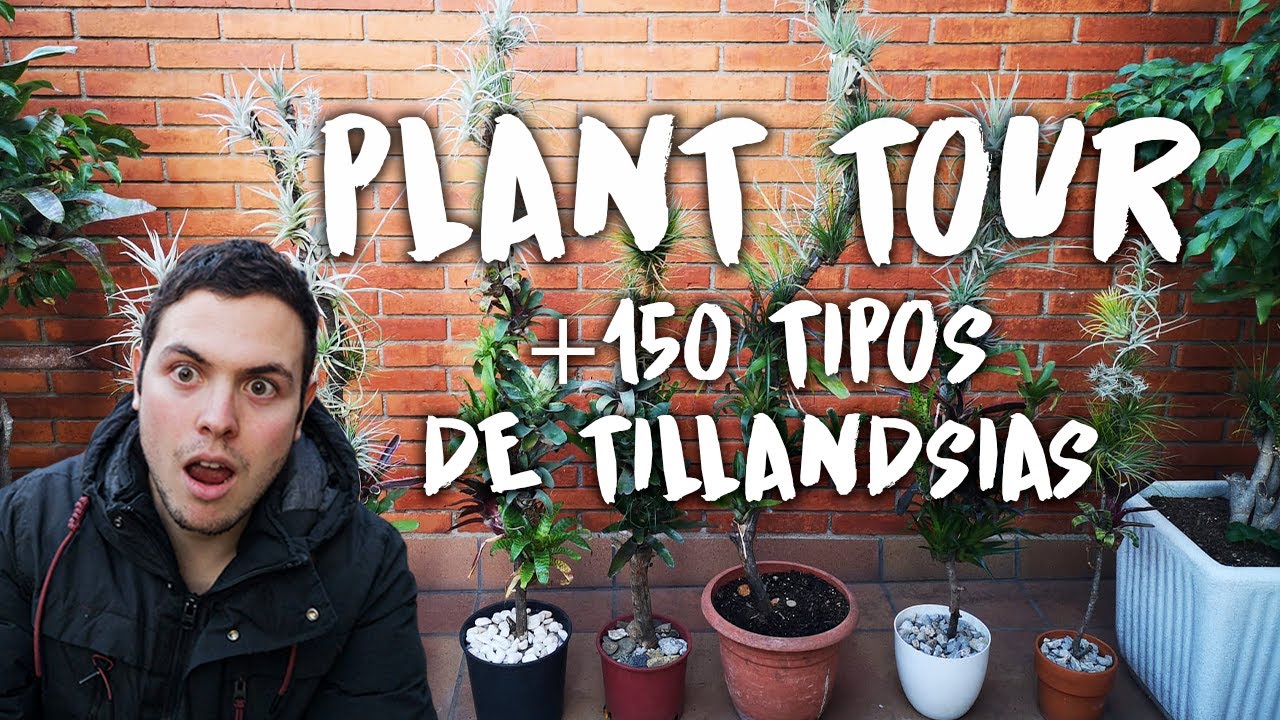 PLANT TOUR TERRAZA BARCELONA TILLANDSIAS y otras bromelias (diciembre 2021)