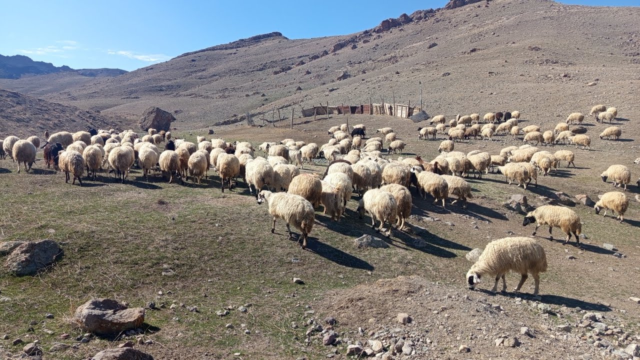 صبح زود هست دارم میرم صحرا
