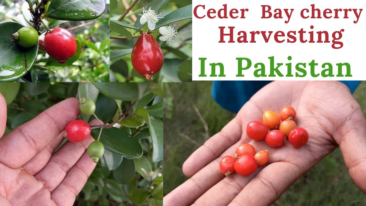Harvest Cedar Bay Cherry In Pakistan | Eugenia Reinwardtiana Plant | Rare Garden | Urdu/हिंदी |