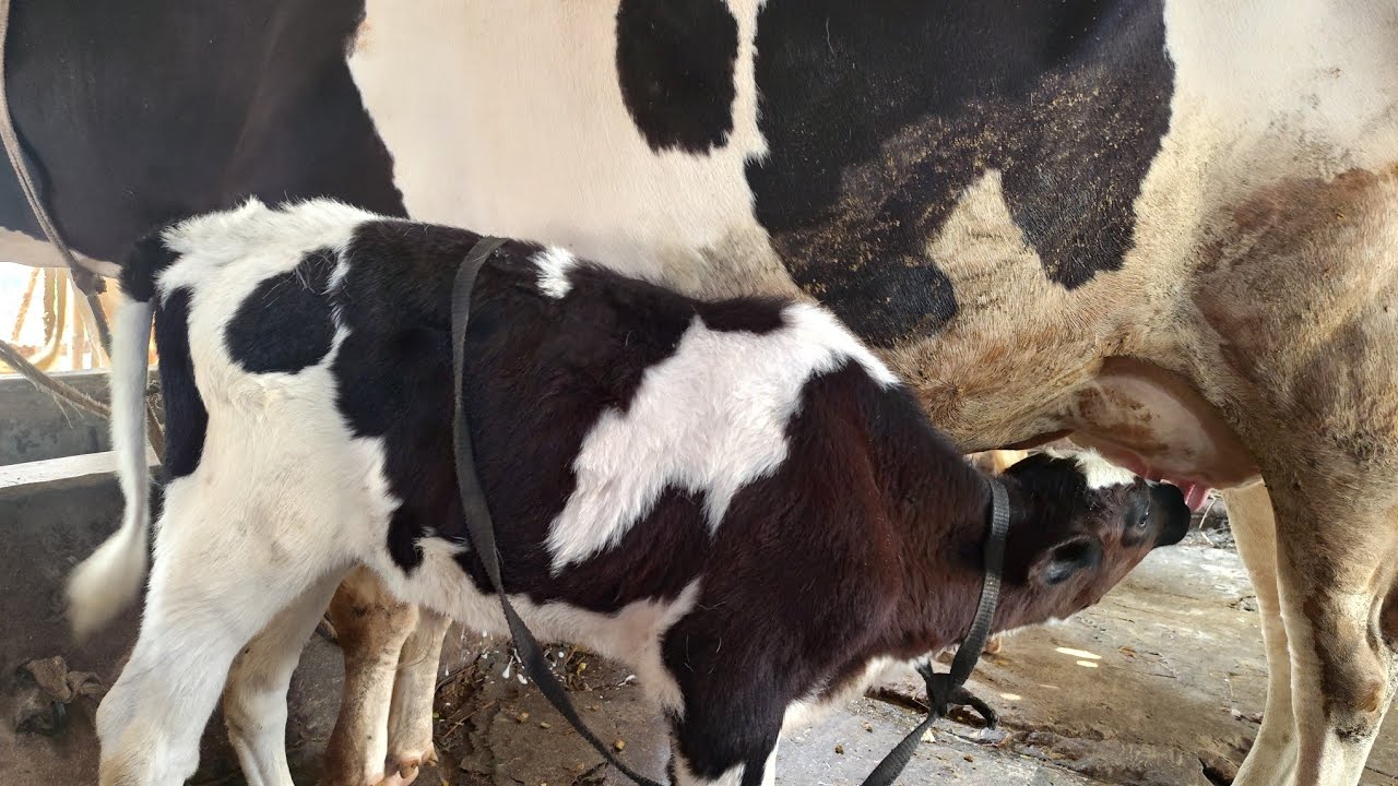 গাভী মারা গেলে বাছুর নিয়ে কি করবেন।  সরাসরি লাইভে