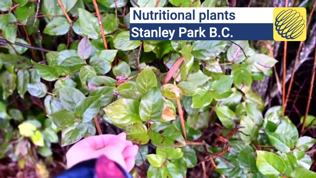 Nutritional plants that can be found in Vancouver's Stanley Park