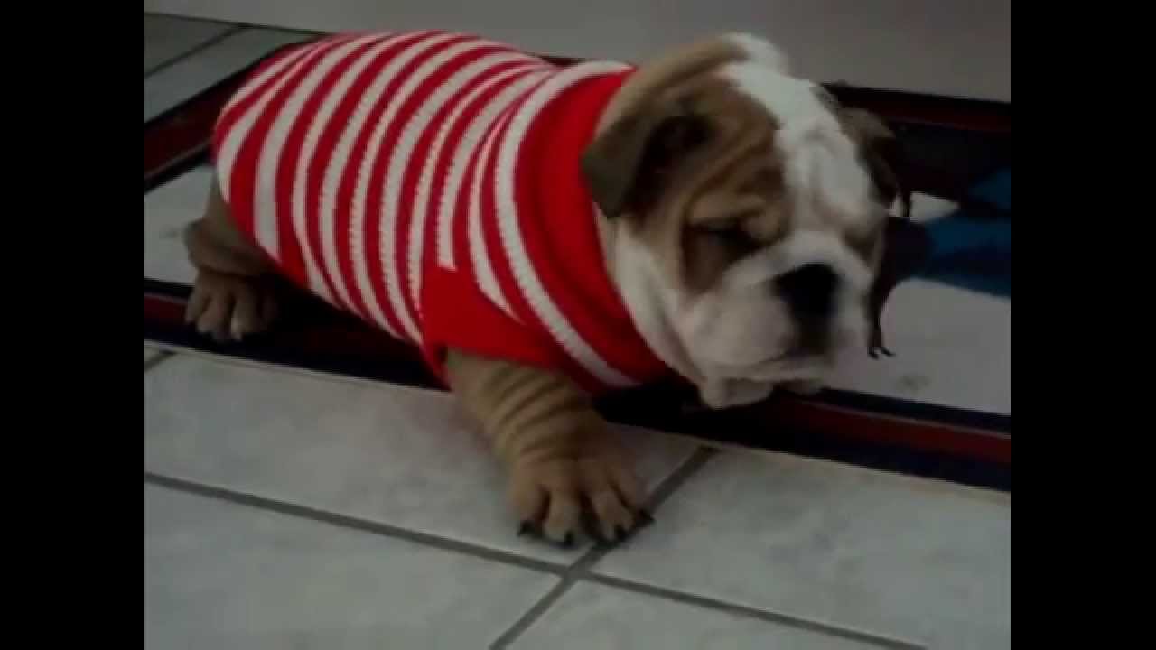 Bulldog Puppies are the cutest Puppies ever! Funny Dog Vine Compilation